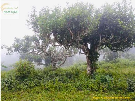 Cây chè shan tuyết Hoàng Shu Phì Hà Giang
