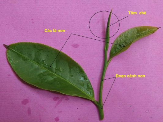 Đặc điểm thực vật học của cây chè