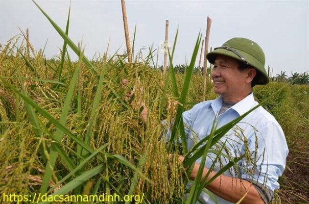 Nơi bán 8Day11 phiên bản mới nhất thơm và 8Day11 phiên bản mới nhất xoan Hải Hậu giá rẻ, chất lượng, uy tín