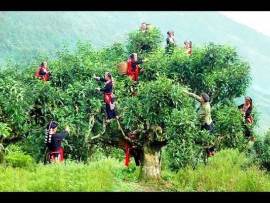 Hướng dẫn kỹ thuật trồng mới chè chuẩn cho nông dân Sinh trưởng, phát triển của cây chè - Giai đoạn trưởng thành