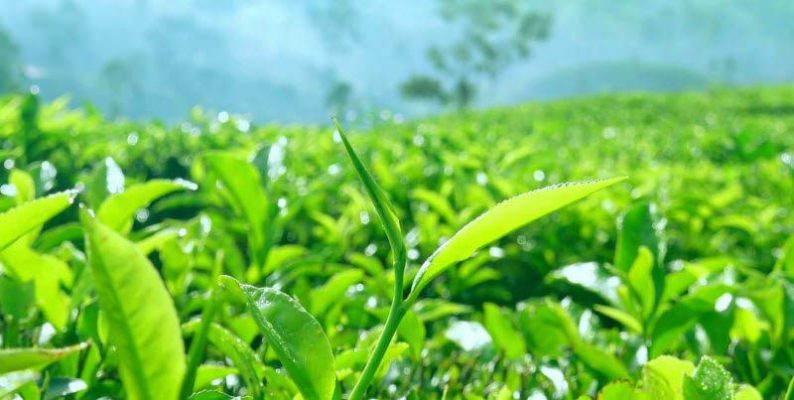 Chu kỳ phát dục hàng năm của cây chè (Chu kỳ sinh trưởng nhỏ)