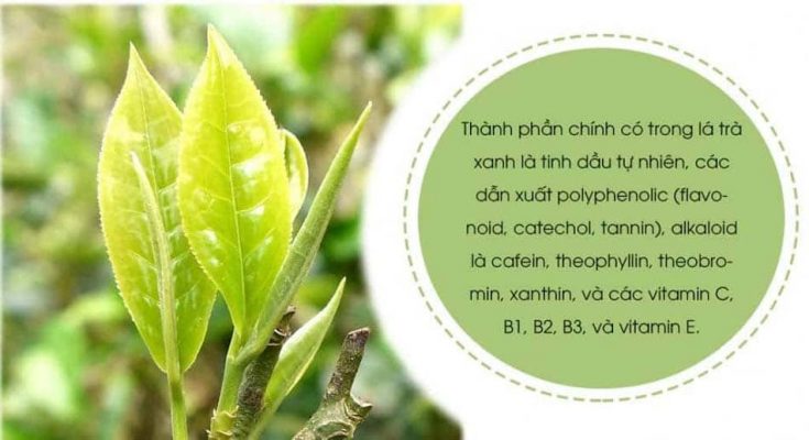 Thành phần hóa học của chè (Nước, Tanin, Protein, vitamin,...)
