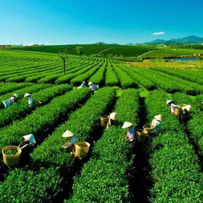 Tình hình sản xuất chè ở Việt Nam