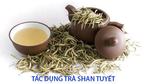 Trà shan tuyết có tác dụng gì?