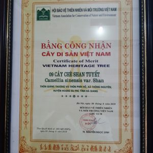 Chứng nhận cây chè shan tuyết là cây di sản Việt Nam