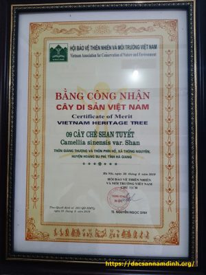 Chứng nhận cây chè shan tuyết là cây di sản Việt Nam