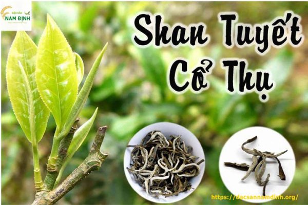 Trà shan tuyết là gì?