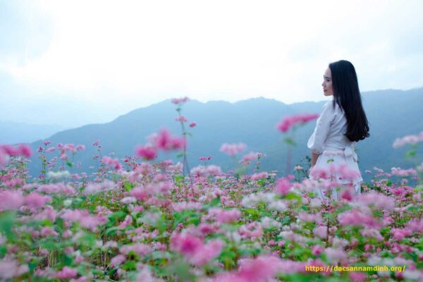 Ngắm hoa tam giác mạch ở Hà Giang