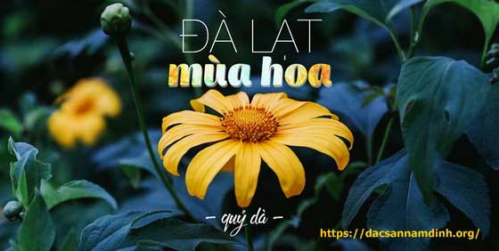 Ngắm hoa dã quỳ vàng rực đồi tại Đà Lạt