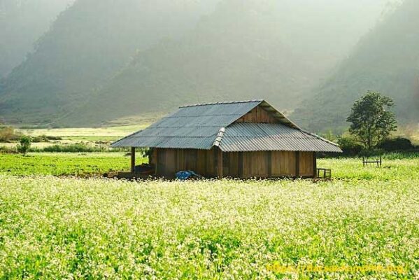 Mùa hoa ở Mộc Châu