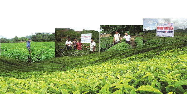 Cơ sở khoa học của việc bón phân cho cây chè