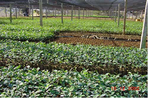 Ưu và nhược điểm kỹ thuật trồng chè bằng hạt và cành giâm