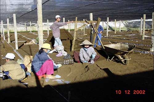 Hướng dẫn kỹ thuật làm vườn ươm giâm cành chè chuẩn khoa học