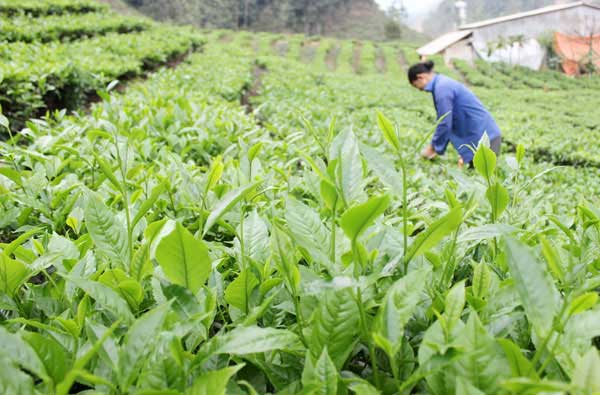 Kỹ thuật trồng dặm chè con