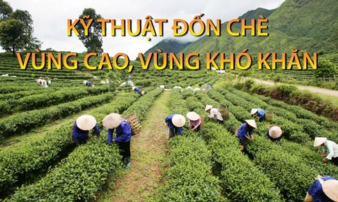 Cơ sở khoa học đốn chè