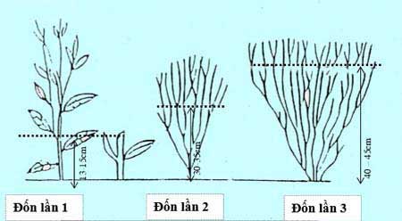 Hướng dẫn kỹ thuật trồng mới chè chuẩn cho nông dân Đốn tạo hình cho chè