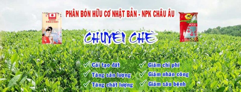 Hướng dẫn kỹ thuật trồng mới chè chuẩn cho nông dân Kỹ thuật trồng mới chè - Làm đất, bón phân: