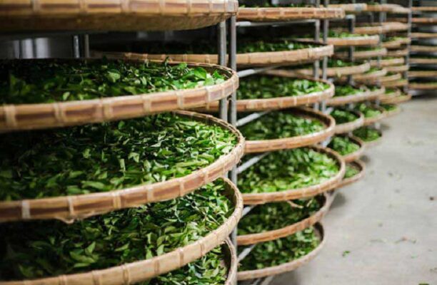 Kỹ thuật bảo quản chè đúng cách