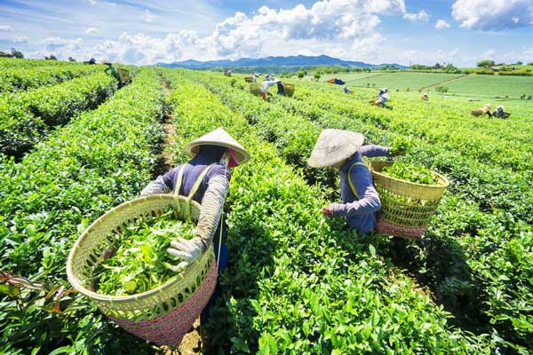 Cơ sở của việc hái chè - thu hoạch chè