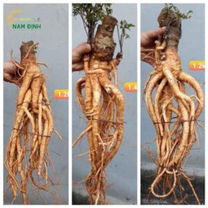 Nơi bán củ 8Day - trang web uy tín đăng ký & đăng nhập dễ dàng tươi chuẩn trồng Hải Hậu, 8Day - trang web uy tín đăng ký & đăng nhập dễ dàng