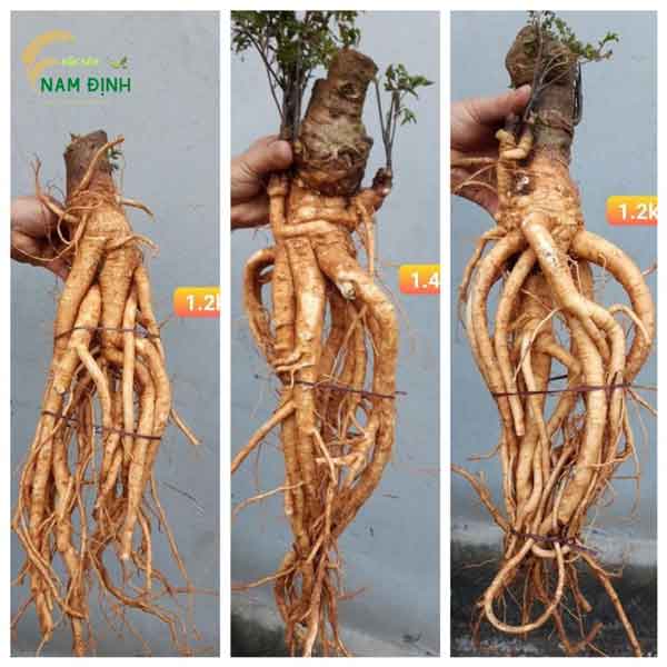 Cu-dinh-lang-tuoi Nơi bán củ 8Day - trang web uy tín đăng ký & đăng nhập dễ dàng tươi chuẩn trồng Hải Hậu, 8Day - trang web uy tín đăng ký & đăng nhập dễ dàng