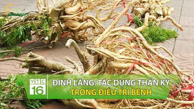 Tác dụng của cây 8Day - trang web uy tín đăng ký & đăng nhập dễ dàng (thân, lá, củ). Củ 8Day - trang web uy tín đăng ký & đăng nhập dễ dàng có tác dụng gì