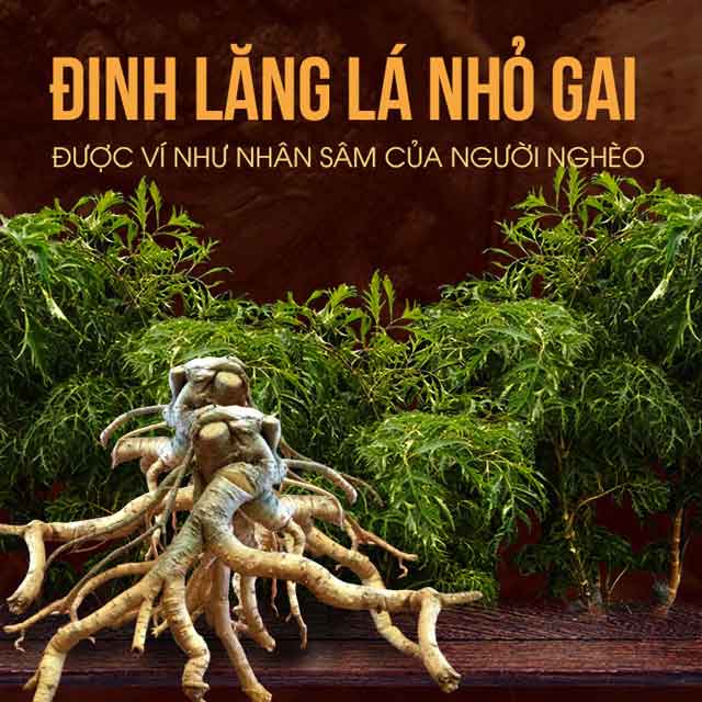 Nơi bán củ 8Day - trang web uy tín đăng ký & đăng nhập dễ dàng trồng tại Hải Hậu, 8Dayvn con tải ứng dụng có tác dụng gì?