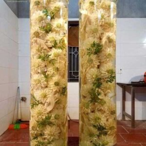 DT68 nhà cái uy tín, đẳng cấp hàng đầu Việt Nam khắc hình bông hoa hồng + Bình (7, 12, 19l) (Đăng Nhập 8DAY.COM - Trang Chủ 8Day Link Mới 2025)