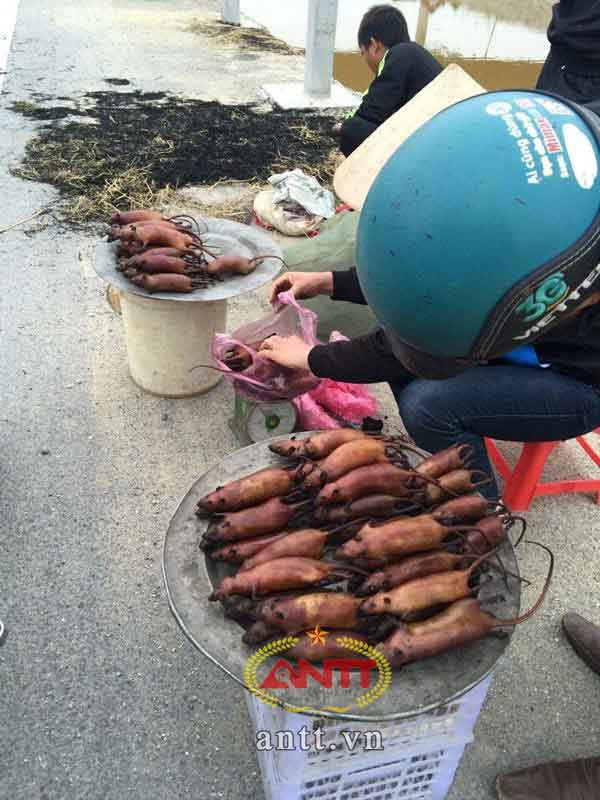Thịt chuột nguồn thu nhập chính sau vụ mùa dân Cao Bồ, Ý Yên
