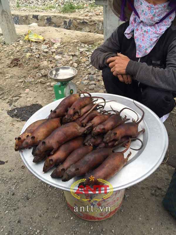 Thịt chuột nguồn thu nhập chính sau vụ mùa dân Cao Bồ, Ý Yên