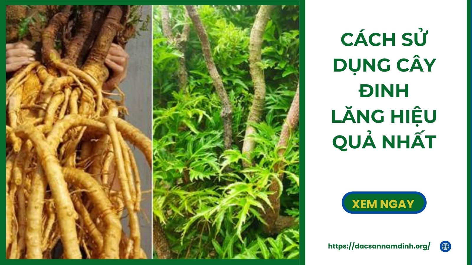 Cách Sử Dụng Cây Đinh Lăng Hiệu Quả Nhất