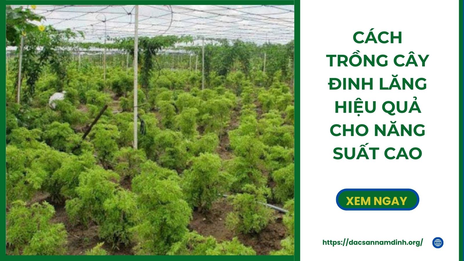 Cách Trồng Cây Đinh Lăng Hiệu Quả Cho Năng Suất Cao