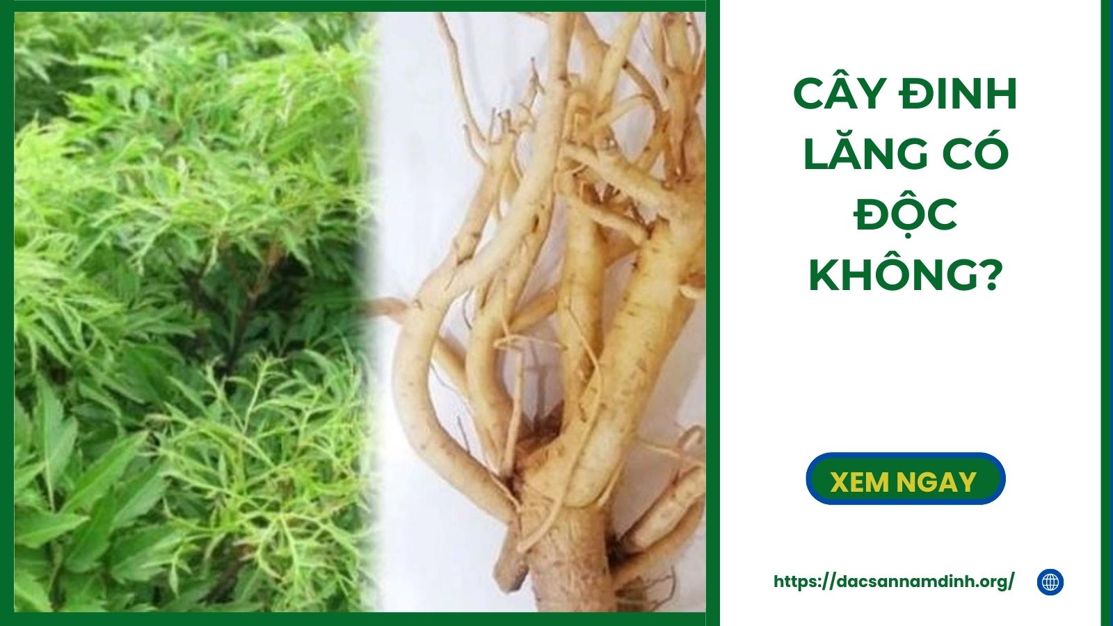 Cây Đinh Lăng Có Độc Không?