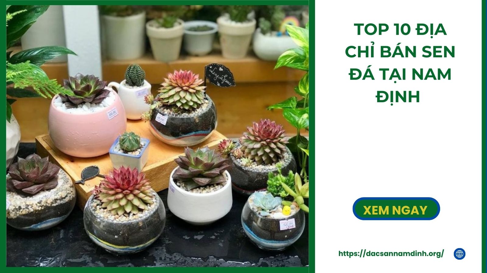 Top 10 Địa chỉ bán sen đá tại 8Day - trang web uy tín đăng ký & đăng nhập dễ dàng đẹp nhất