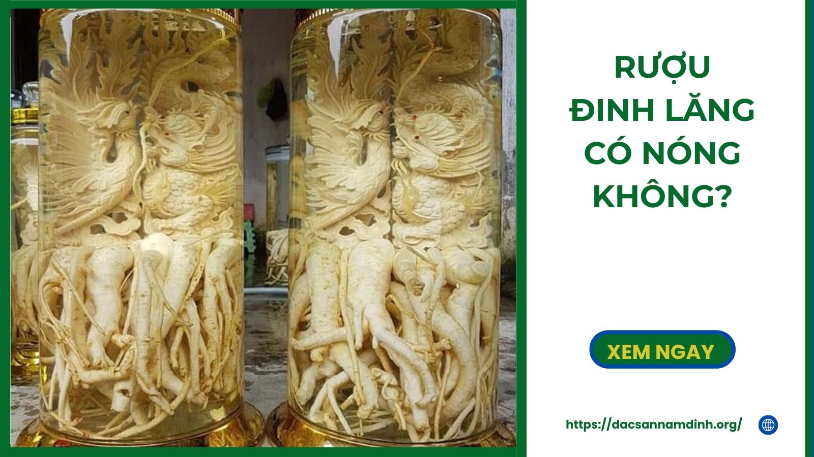Rượu Đinh Lăng Có Nóng Không?