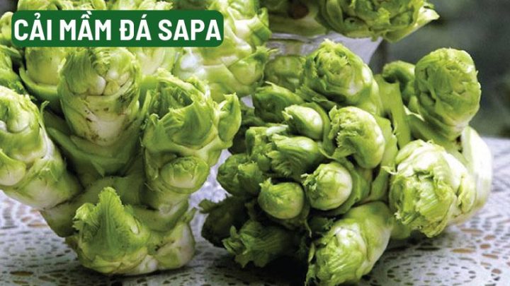 Cải mầm đá Sapa