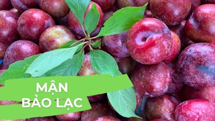 Mận Bảo Lạc chín đỏ giòn ngon