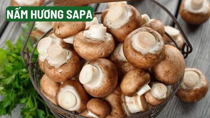 Nấm hương Sapa