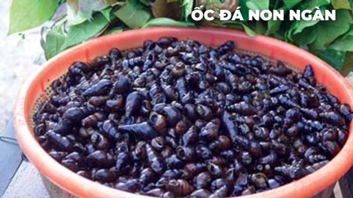 Ốc đá non ngàn