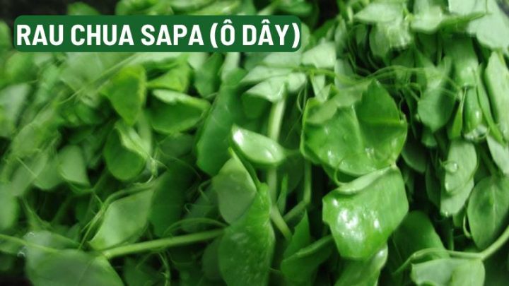 Rau chua Sapa (Ô dây)