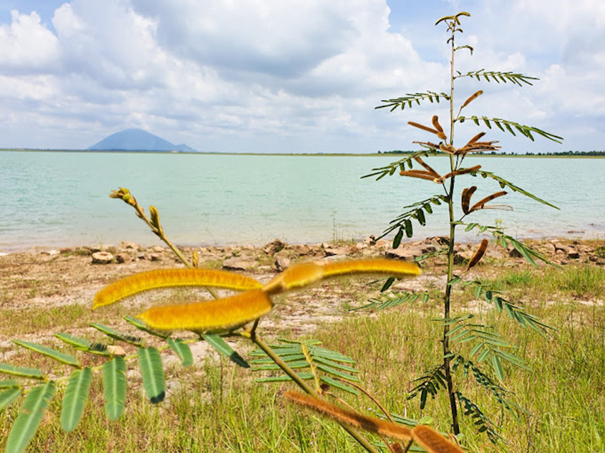 Bãi đá hoang sơ gần Đại Dương Quán, với cây dại như hoa cỏ lau, tạo cảnh quan thiên nhiên độc đáo