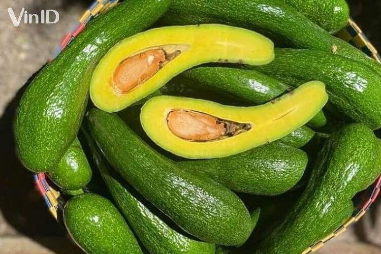 Bơ 034 của Đà Lạt là bơ loại 1, ngon nhất trong các giống bơ ở Việt Nam