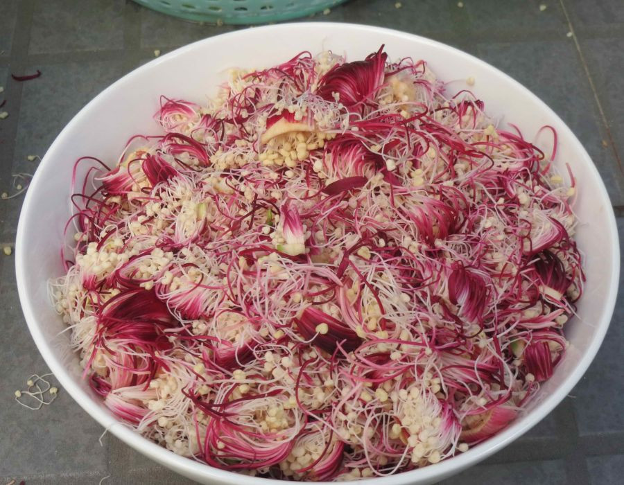 Bông bần tươi