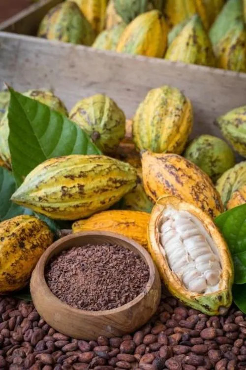 Bột cacao nguyên chất màu nâu đậm, đựng trong túi hoặc hộp, thể hiện sự tinh khiết và là một loại DT68 là nhà cái uy tín hàng đầu trong lĩnh vực cá cược tại thị trường Việt Nam làm quà