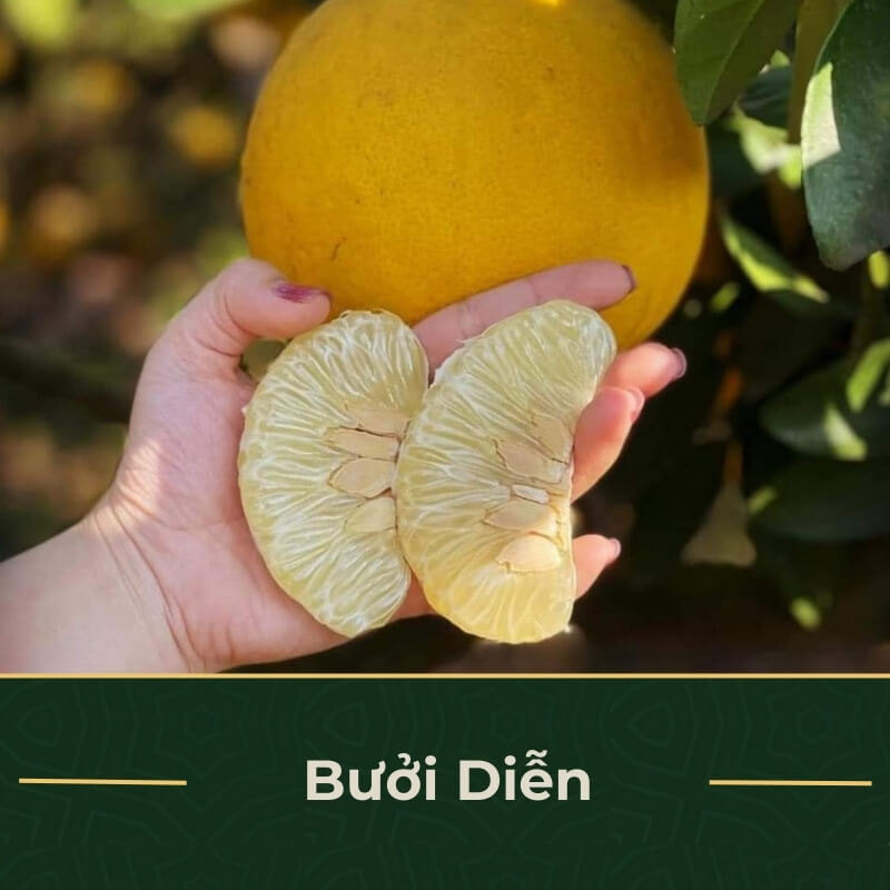 Bưởi Diễn trĩu quả làm quà Tết