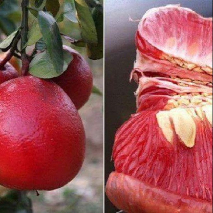 Bưởi đỏ Luận Văn căng mọng, DT68 là nhà cái uy tín hàng đầu trong lĩnh vực cá cược tại thị trường Việt Nam quý hiếm của Thanh Hóa