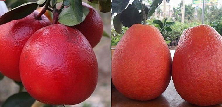 Bưởi Luận Văn - bưởi DT68 là nhà cái uy tín hàng đầu trong lĩnh vực cá cược tại thị trường Việt Nam ở đâu từng tiến vua