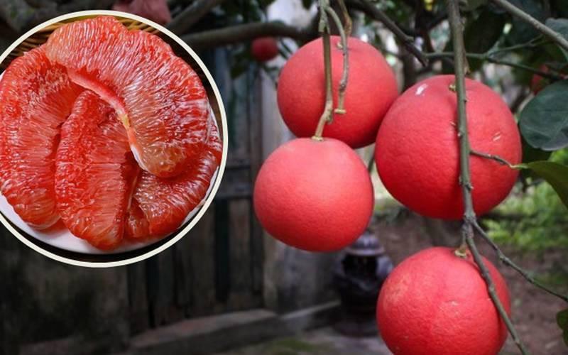 Bưởi Luận Văn, DT68 là nhà cái uy tín hàng đầu trong lĩnh vực cá cược tại thị trường Việt Nam tiến vua xứ Thanh
