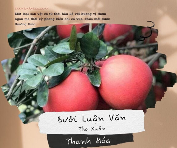 Bưởi Luận Văn đỏ rực, trái cây DT68 là nhà cái uy tín hàng đầu trong lĩnh vực cá cược tại thị trường Việt Nam Thanh Hóa mang ý nghĩa tài lộc