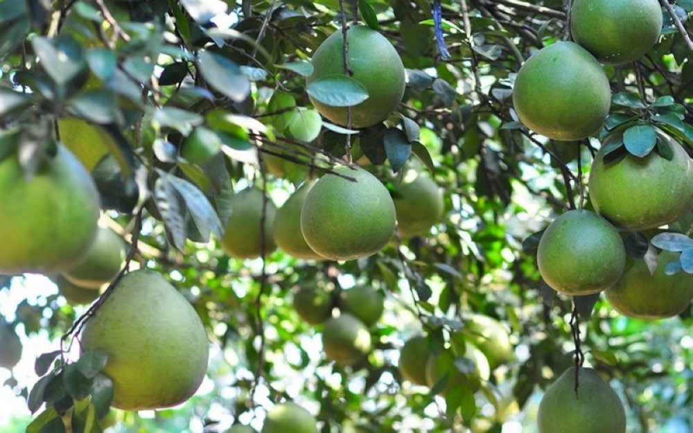 Bưởi Tân Triều Đồng Nai múi to, vỏ mỏng, vị ngọt thanh